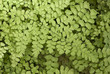 Black Maidenhair fern