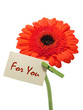 Gerber flower on the white background
