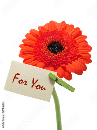 Foto: Gerber flower on the white background Gerber flower on the white background