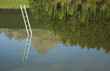 Ladder emerging from water with trees