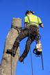 Tree surgeon