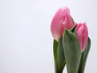 Frühjahrsgruß mit Tulpen