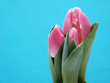 Tulpen vor blauem Hintergrund