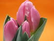 Tulpen