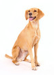 Photo: Hundeportrait Hundeportrait