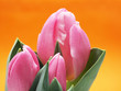 Tulpen vor Orangem Hintergrund