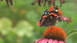 HD close up beauty butterfly on a flower.