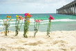 Foto: flowers by ocean flowers by ocean