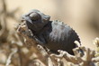 caméléon 2