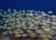 banc poissons 3 banc poissons 3