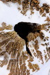 Photo: Holz-11771b01 Holz-11771b01