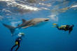 Whale shark and divers Whale shark and divers