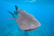 Whale shark