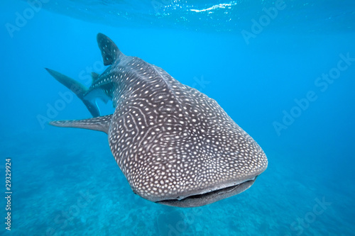 Photo: Whale shark Whale shark