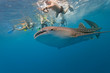 Whale shark and snorkeling people