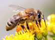 Honey Bee