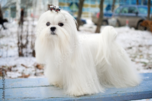 Photo: Maltese Dog Maltese Dog