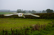 owl in flight