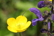 Nature in spring