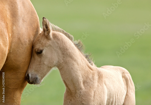 Photo: Horse and colt Horse and colt