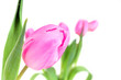 Tulpen im Frühling