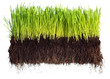 Green grass