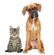 Brown cat and dog Boxer breed Brown cat and dog Boxer breed