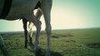 Video: Horses Horses