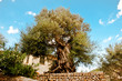 Olivenbaum