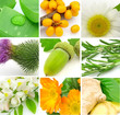 Foto: Herbs Herbs
