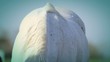 Video: Close up of the horse Close up of the horse