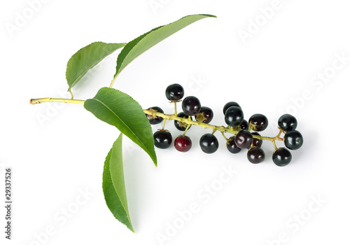 Photo: bird cherry bird cherry