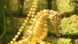 Sea Horse Sea Horse