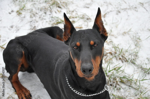 Photo: Dobermann Dobermann