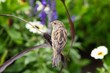 Sparrow in the flowerbed Sparrow in the flowerbed