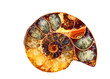 Amonit fossil-stone isolated Amonit fossil-stone isolated