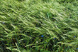 Belarus green wheat field nice summer day background