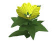 Yellow flower Yellow flower