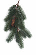 Tannenzweig
