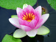 Lilly flower