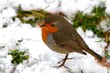 A cute robin in the snow