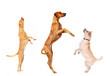 Springende Hunde