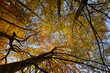Photo: treetops treetops