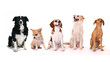 Photo: Rasselbande Rasselbande