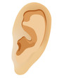 Photo en ligne au meilleur prix The human ear. Vector illustration