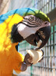 Papagayo