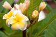 Frangipani