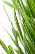 wet grass