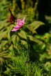 Cosmea 18