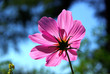 Cosmea 19